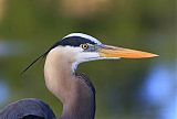 Great Blue Heronborder=